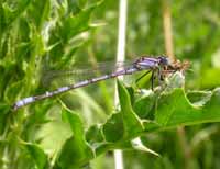 Common Blue Damselfly
